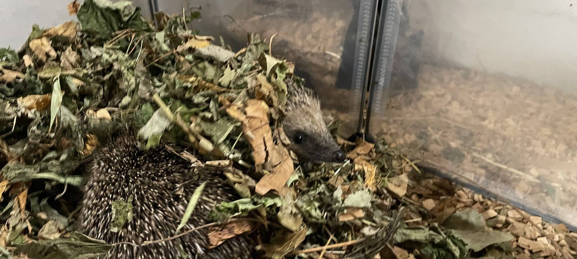 Kranke Igel in Essen bekommen Hilfe - Paten gesucht