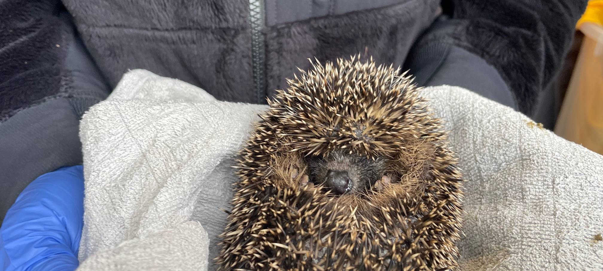 Kranke Igel in Essen bekommen Hilfe - Paten gesucht