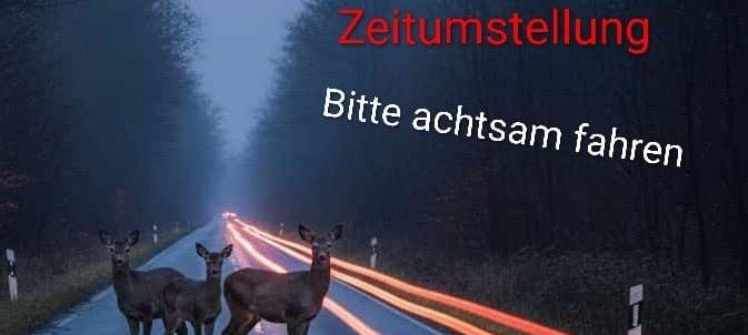 Rehe auf der Straße in Essen - Darauf solltet Ihr achten
