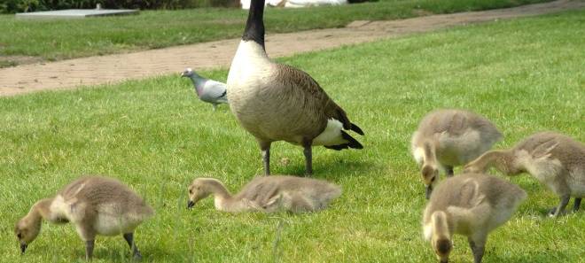 Vogelgrippe in Essen - Tote Kanadagans mit Virus entdeckt