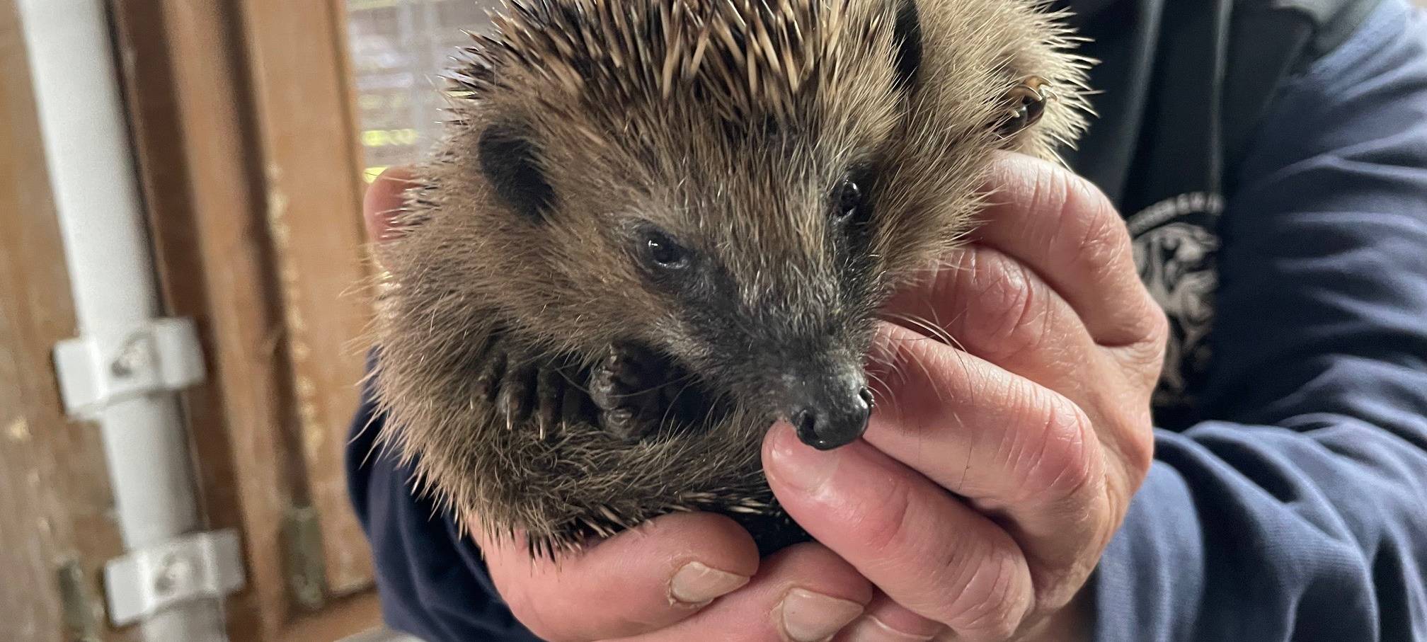 Kranke Igel in Essen bekommen Hilfe - Paten gesucht