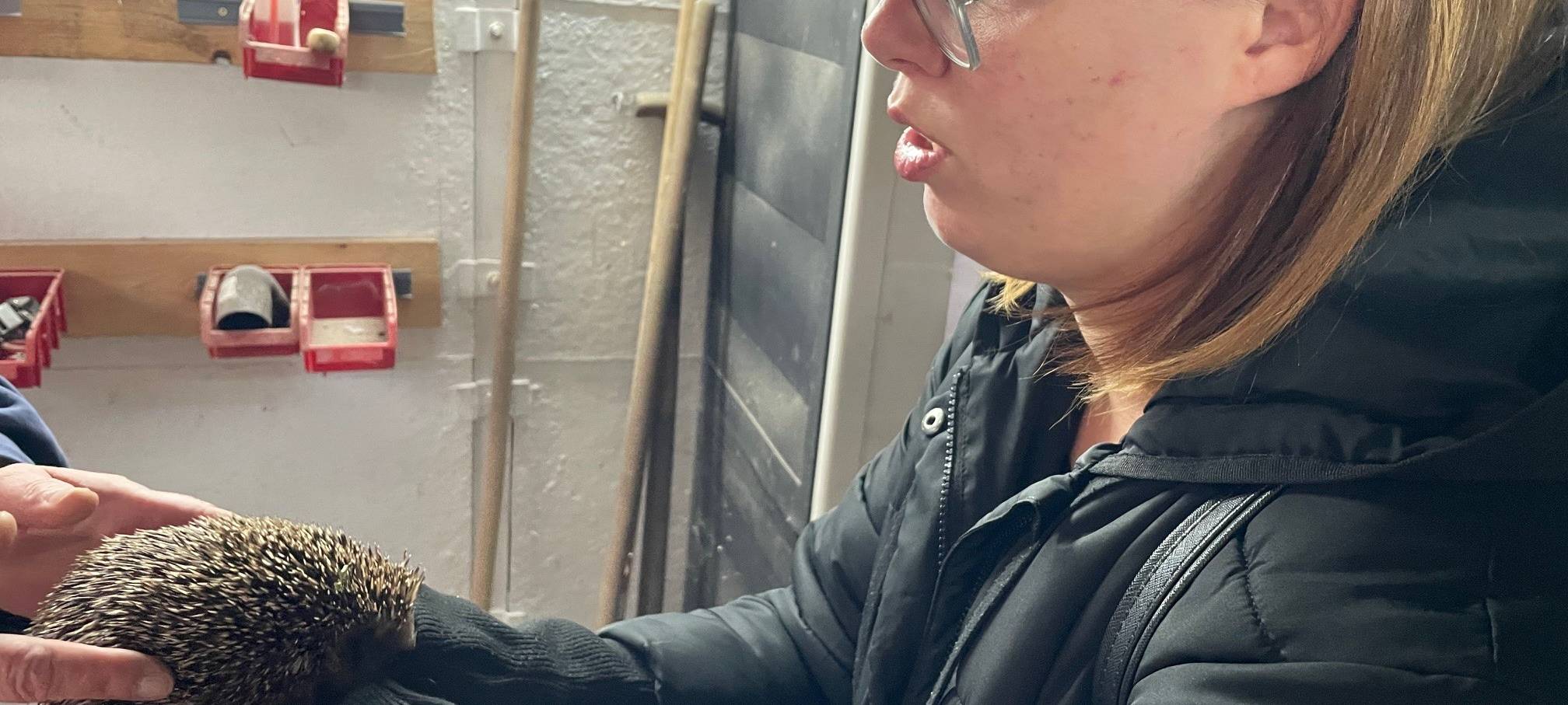 Kranke Igel in Essen bekommen Hilfe - Paten gesucht