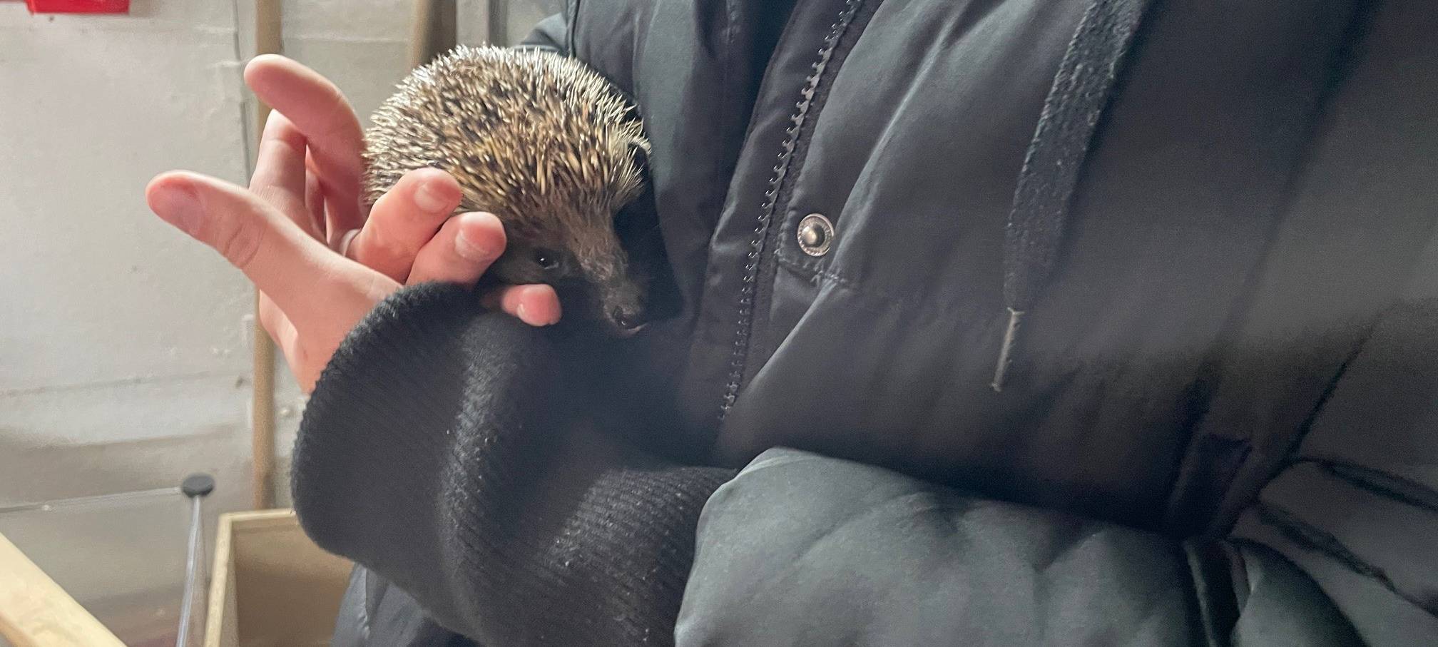 Kranke Igel in Essen bekommen Hilfe - Paten gesucht