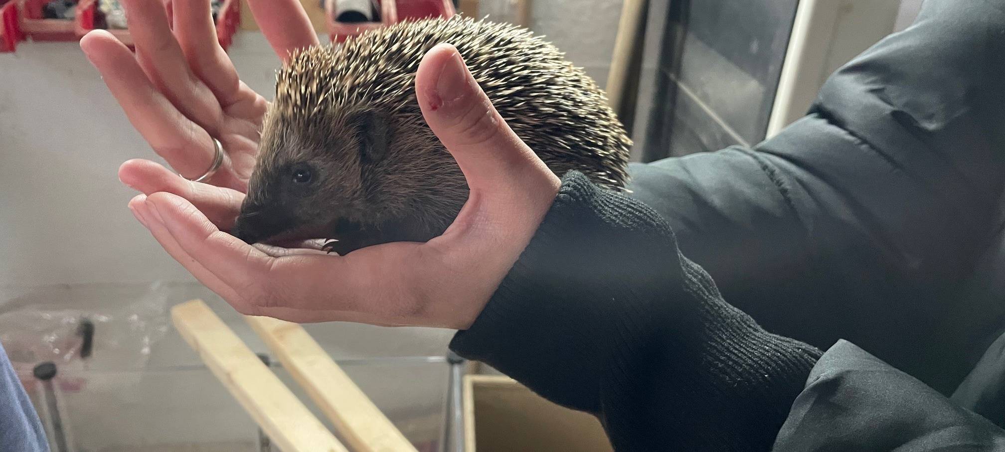 Kranke Igel in Essen bekommen Hilfe - Paten gesucht