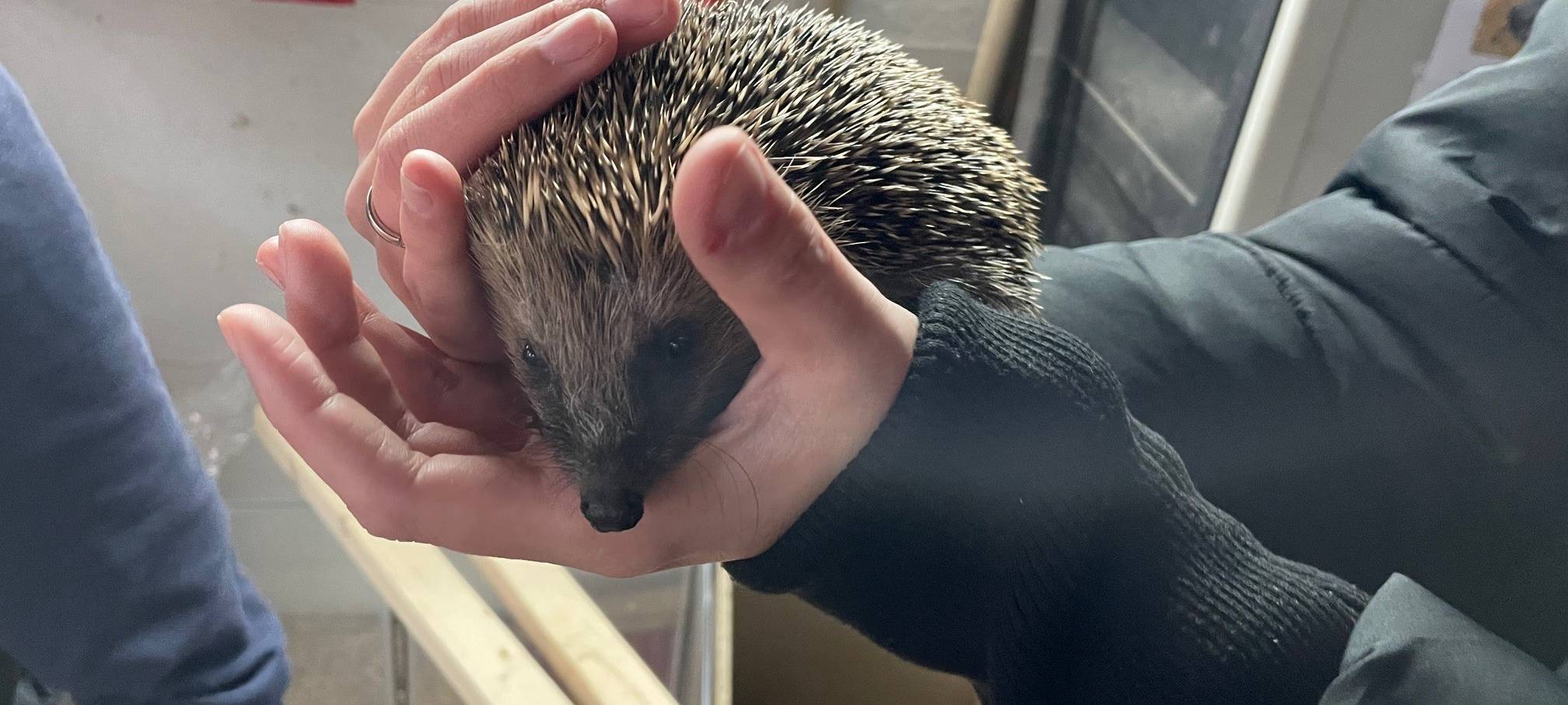 Kranke Igel in Essen bekommen Hilfe - Paten gesucht