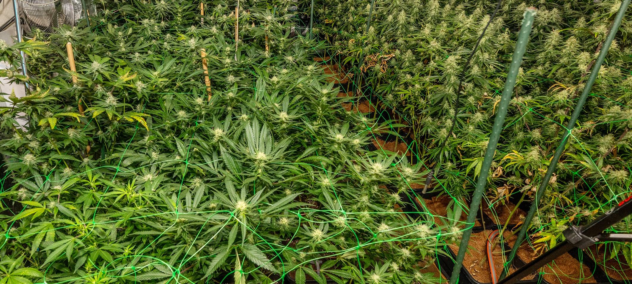 Polizei Essen nimmt große Cannabis-Plantage hoch