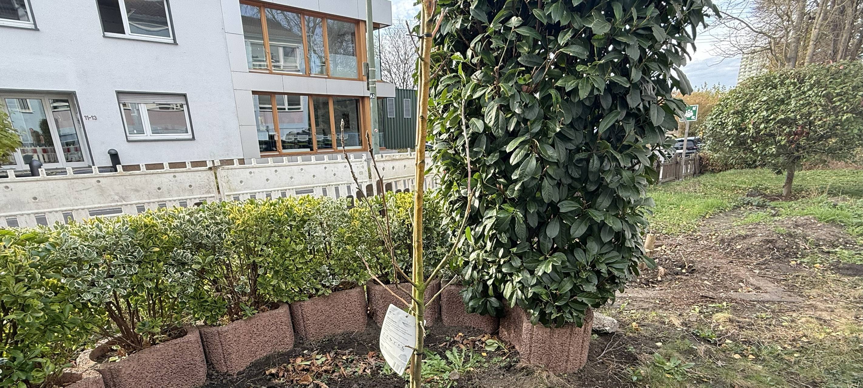 Radio Essen macht mit! Die Baumpflanz-Challenge 2025!