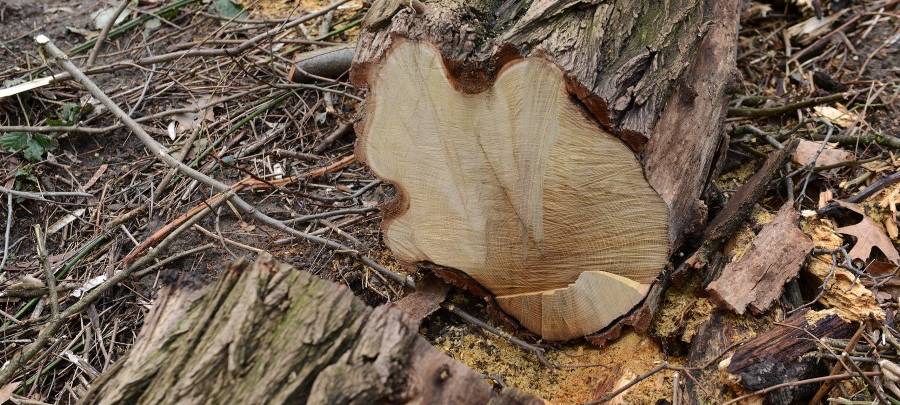 Bäume in Essen werden nachts gefällt - Achtung Lärm!