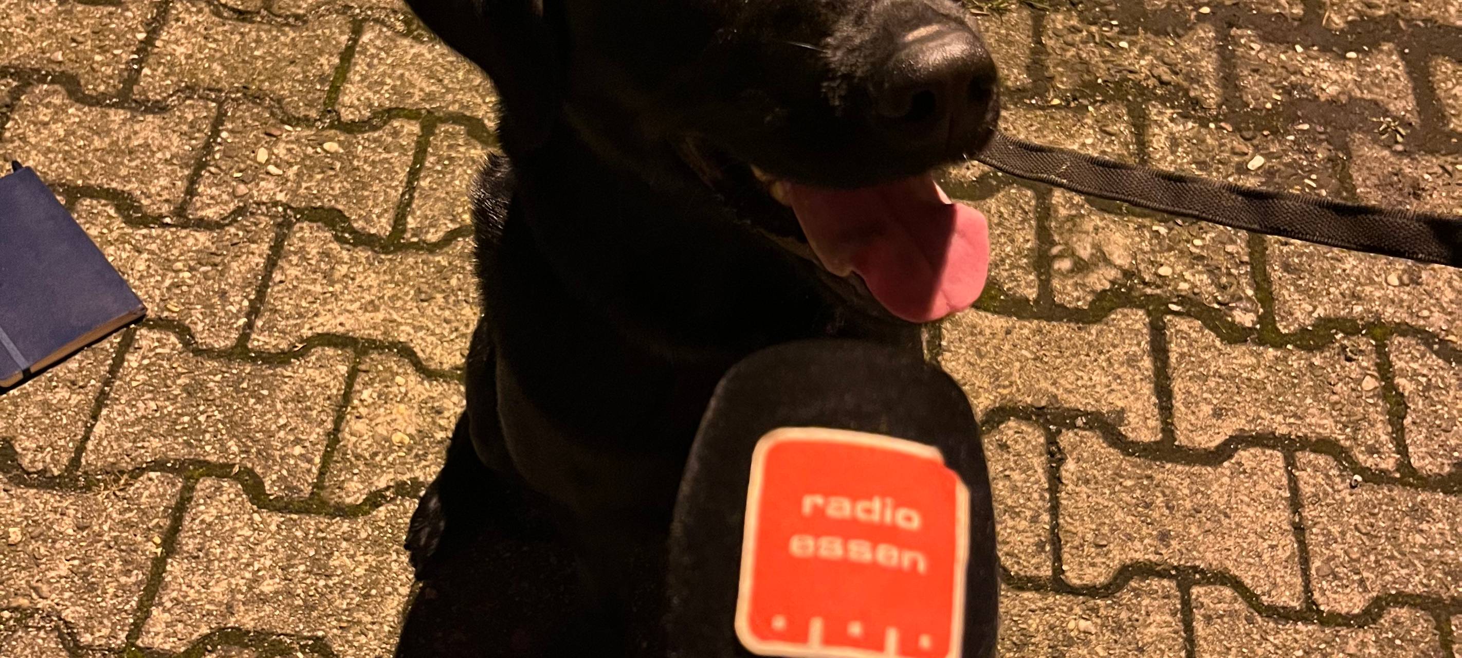 Traumjobs in Essen - Arbeiten mit einer Rettungshundestaffel