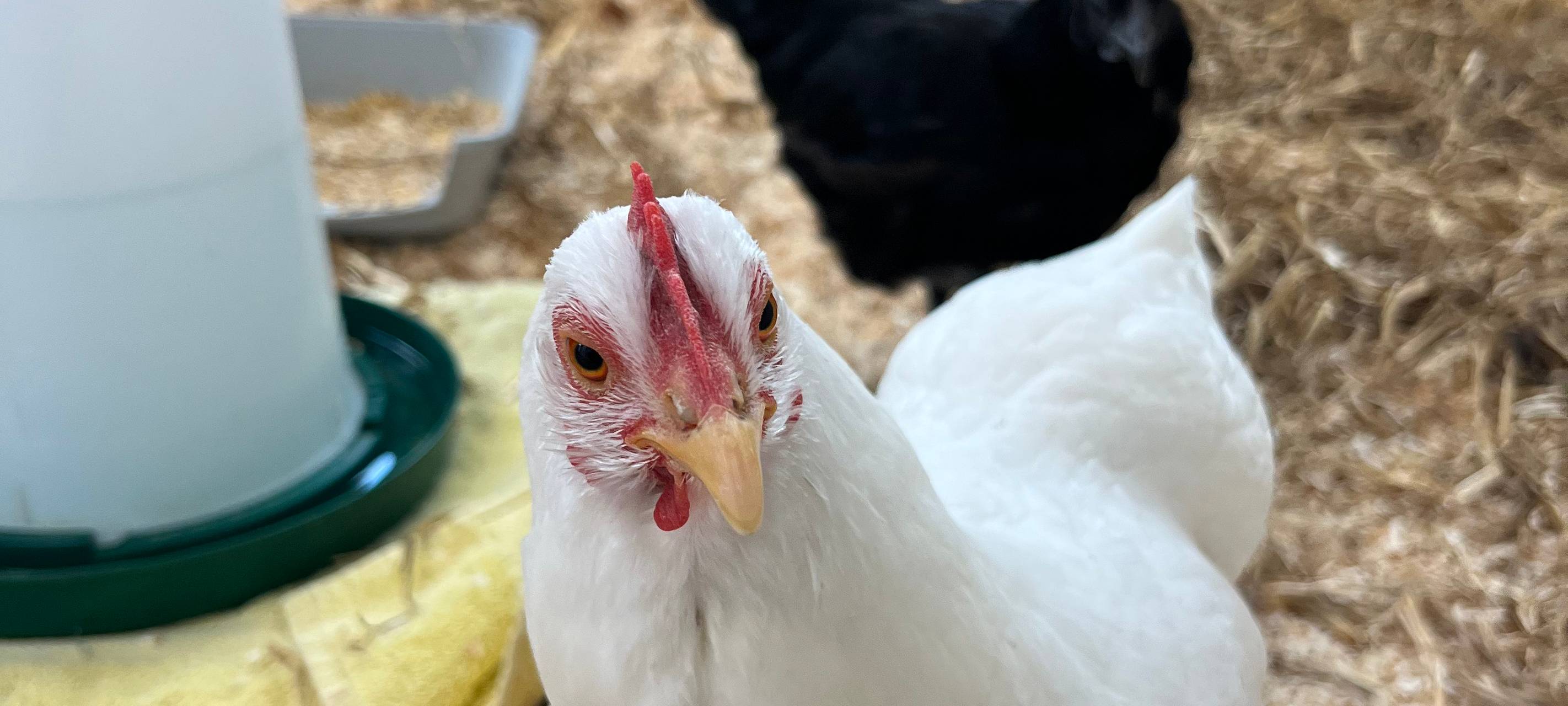 Traumberufe in Essen - vom Kindheitstraum zur Tierpflegerin in Essen