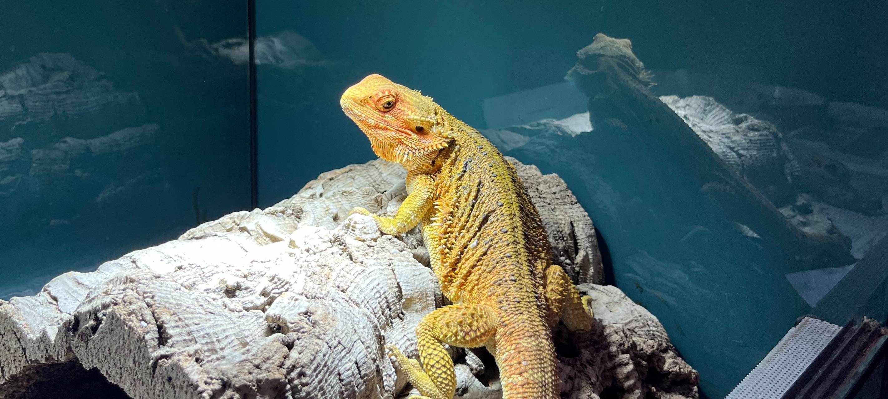 Traumberufe in Essen - vom Kindheitstraum zur Tierpflegerin in Essen