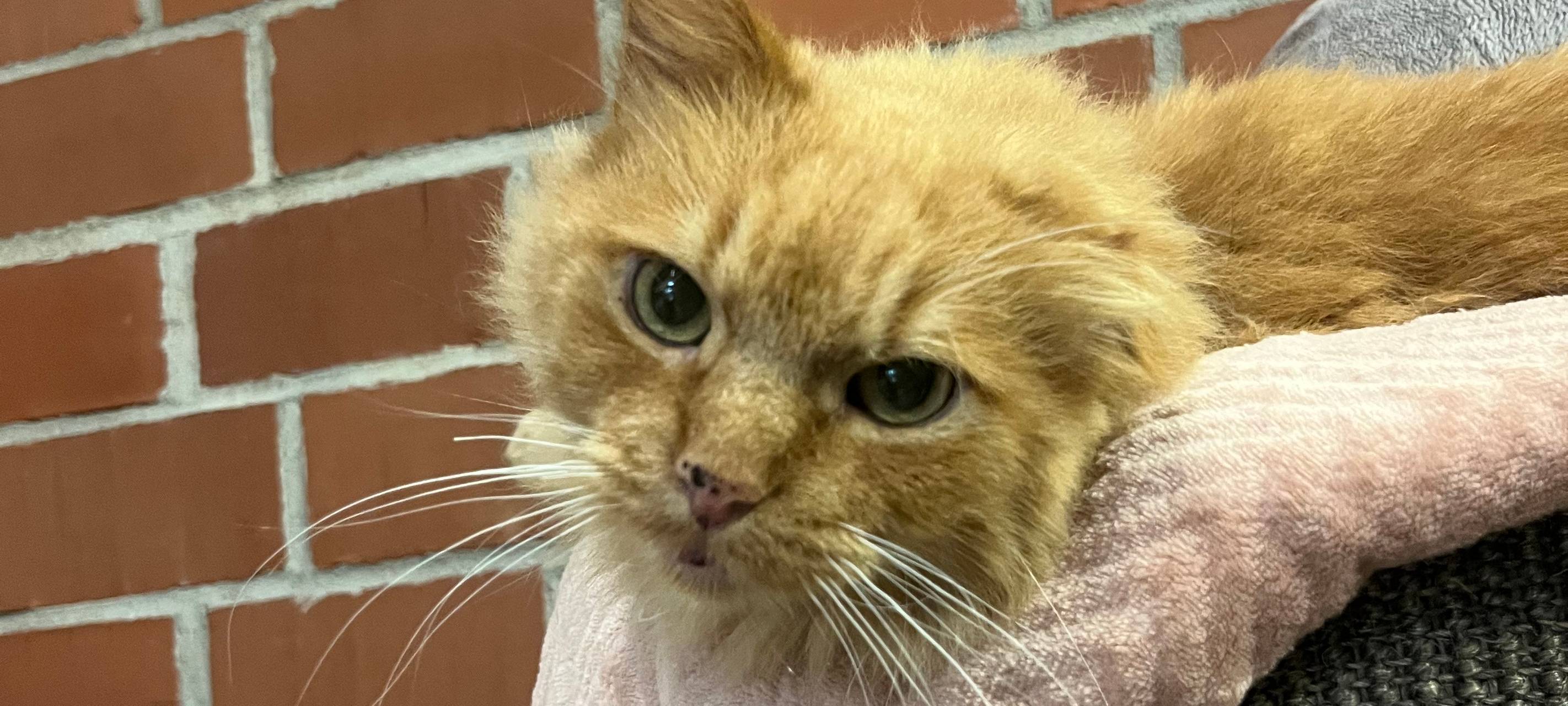 Traumberufe in Essen - vom Kindheitstraum zur Tierpflegerin in Essen