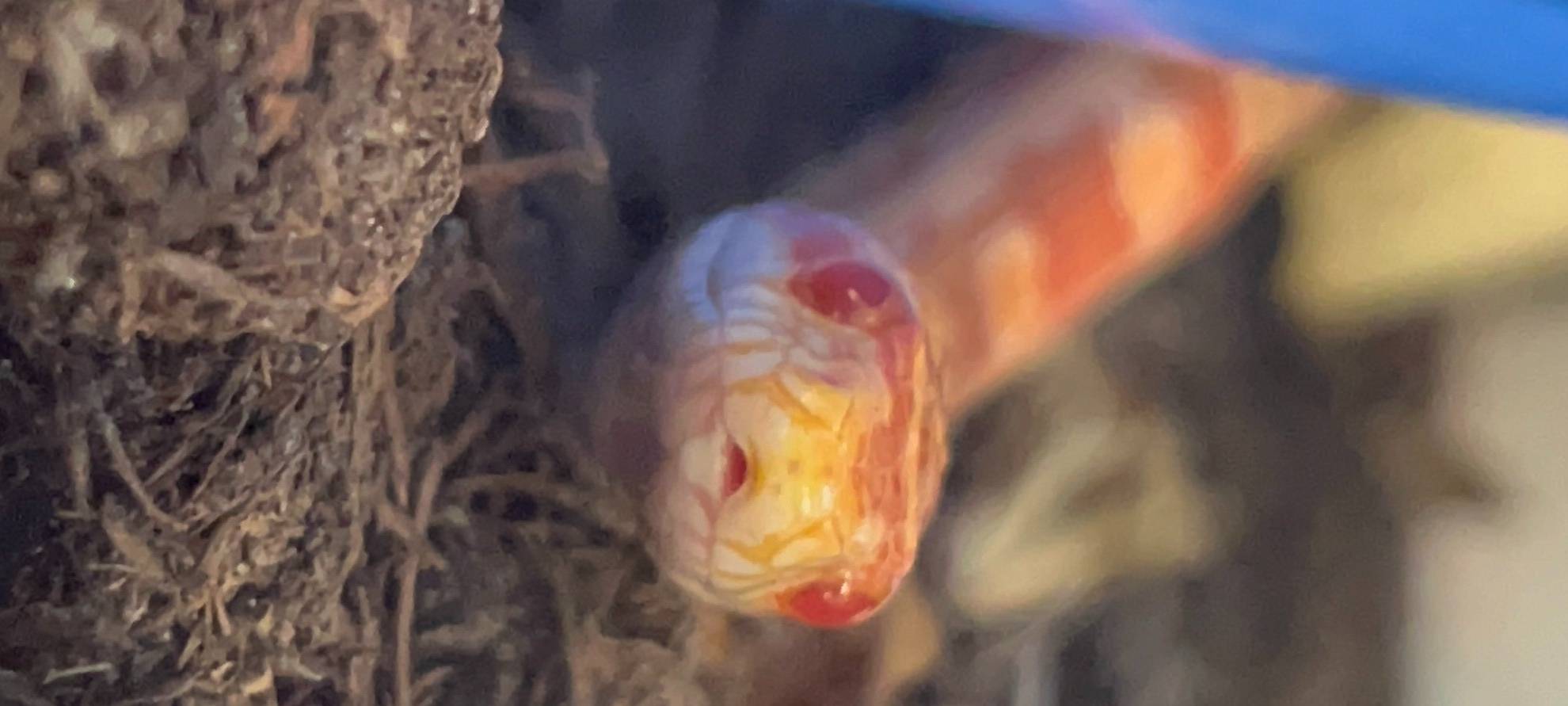 Traumberufe in Essen - vom Kindheitstraum zur Tierpflegerin in Essen