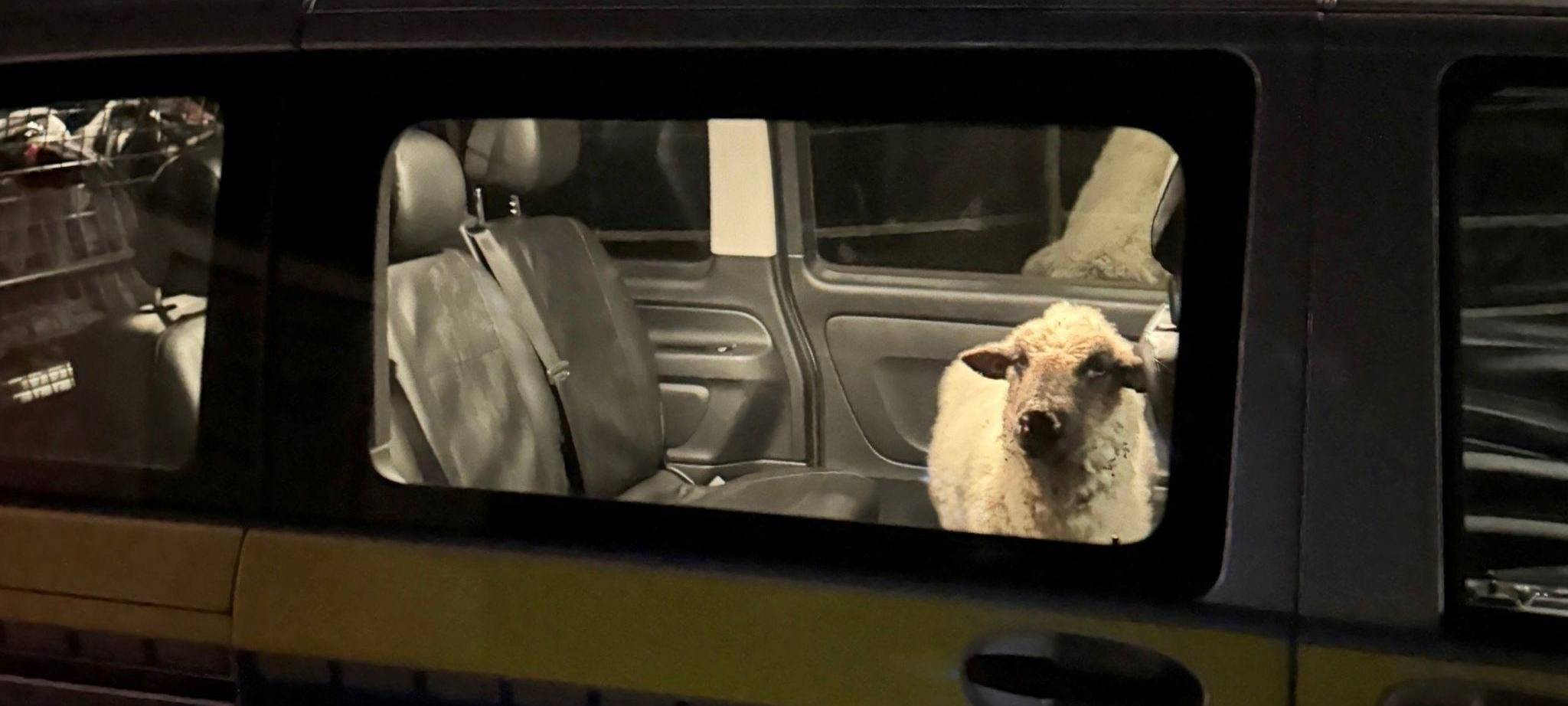 Polizei rettet Schaf auf Abwegen