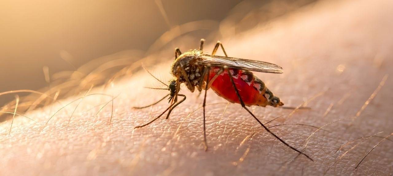 Winter-Wetter in Essen: Haben wir im Sommer jetzt weniger Mücken?