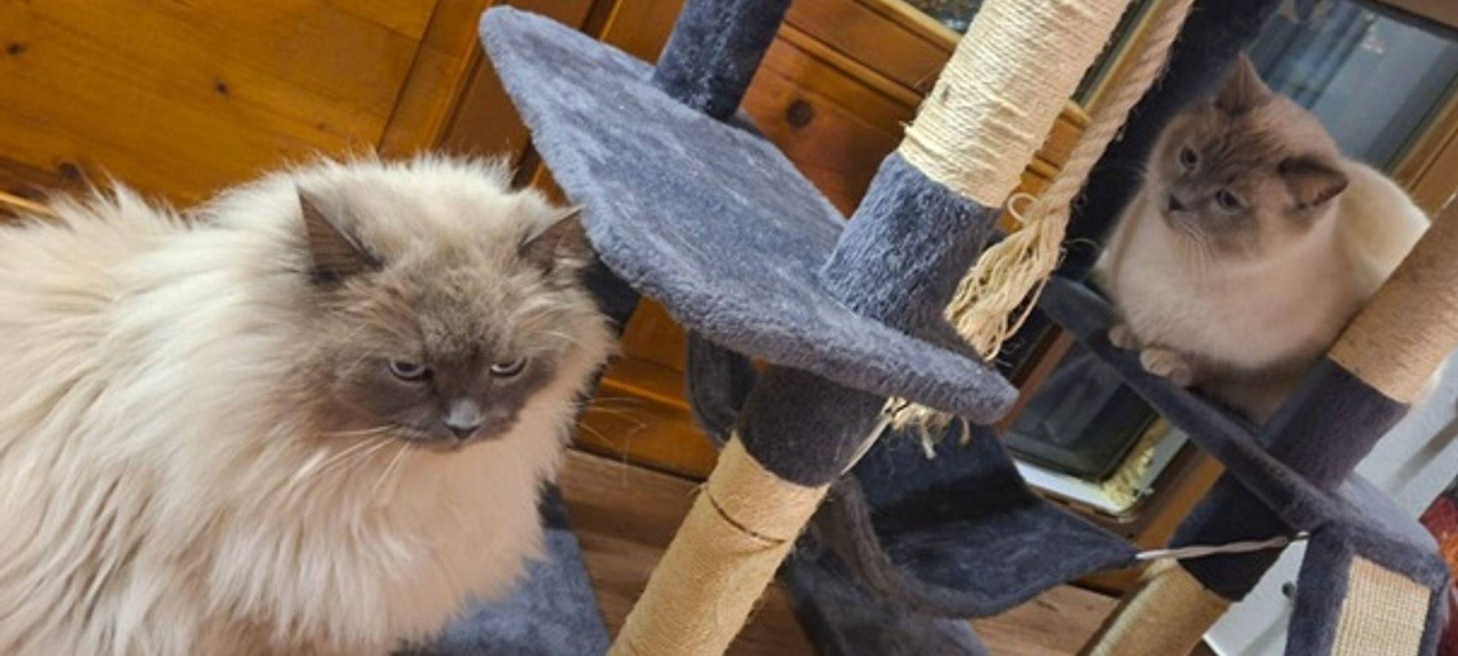 Katzen nach Diebstahl wieder vereint