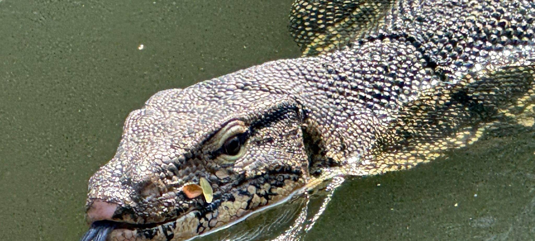 Bindenwaran in Bangkok