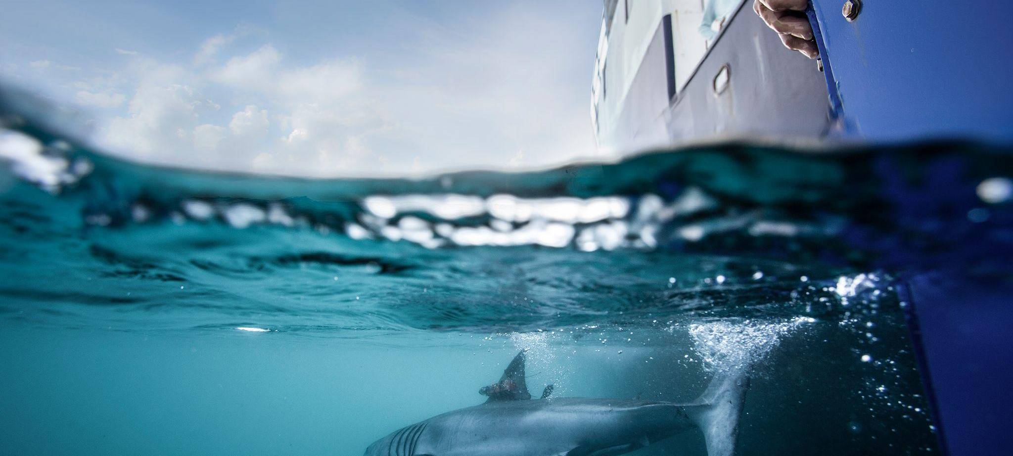 Ein Hai ist mit einem Peilsender versehen