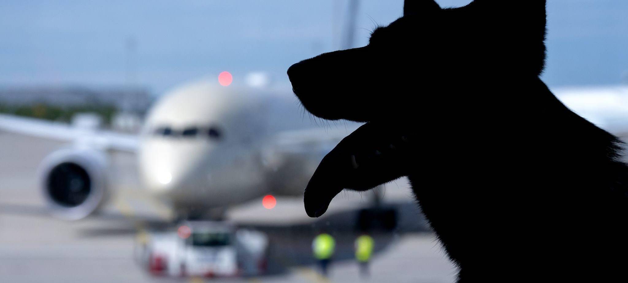 Flugreisen mit Hunden