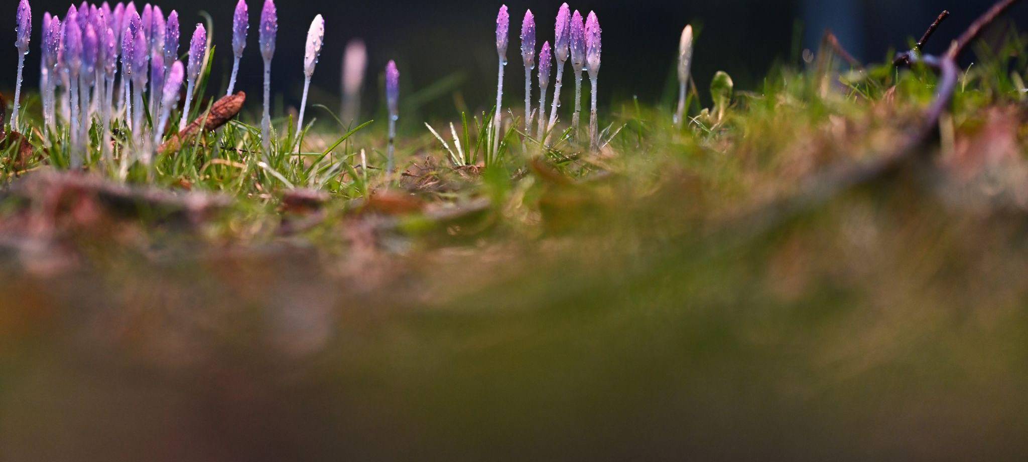 Frühlingsboten in Niedersachsen