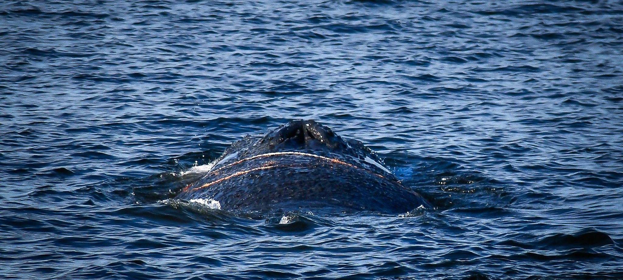 Ein Wal im Wismarer Hafen