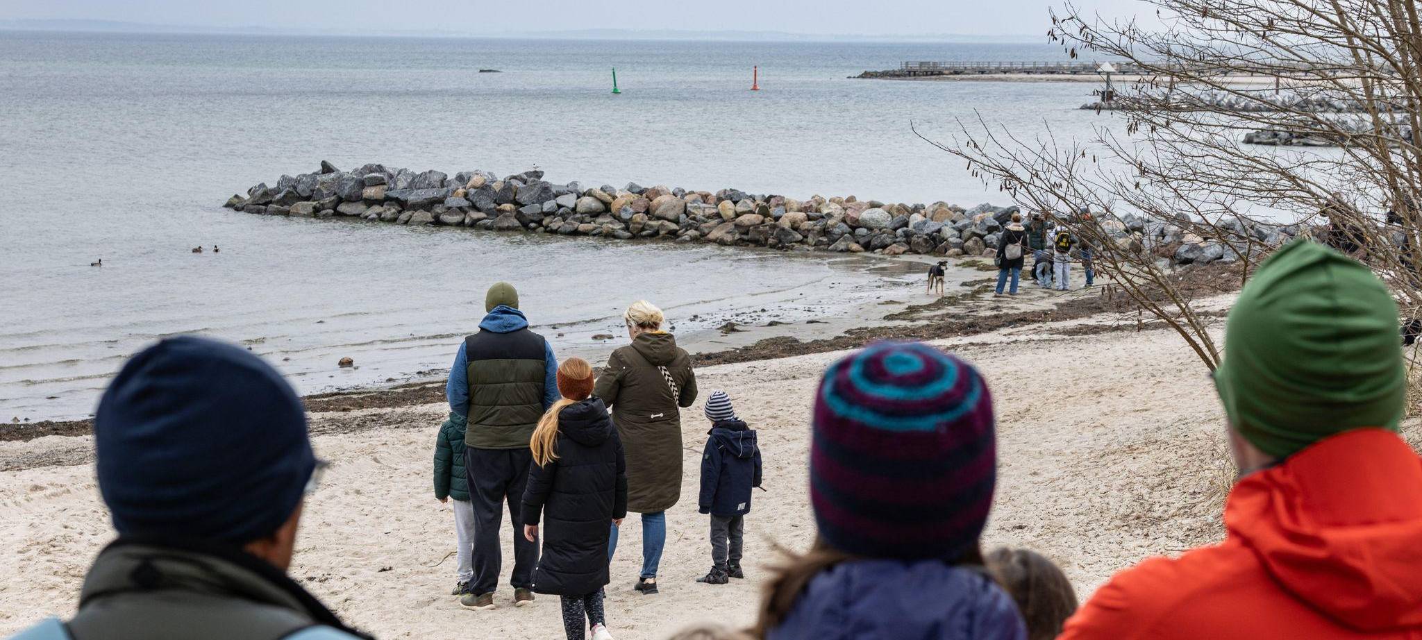 Wal an der Ostseeküste gestrandet