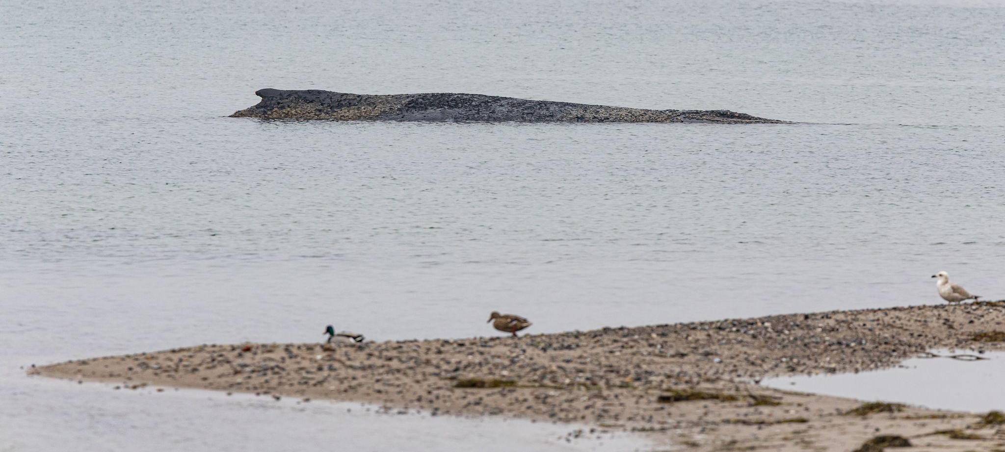 Wal an der Ostseeküste gestrandet