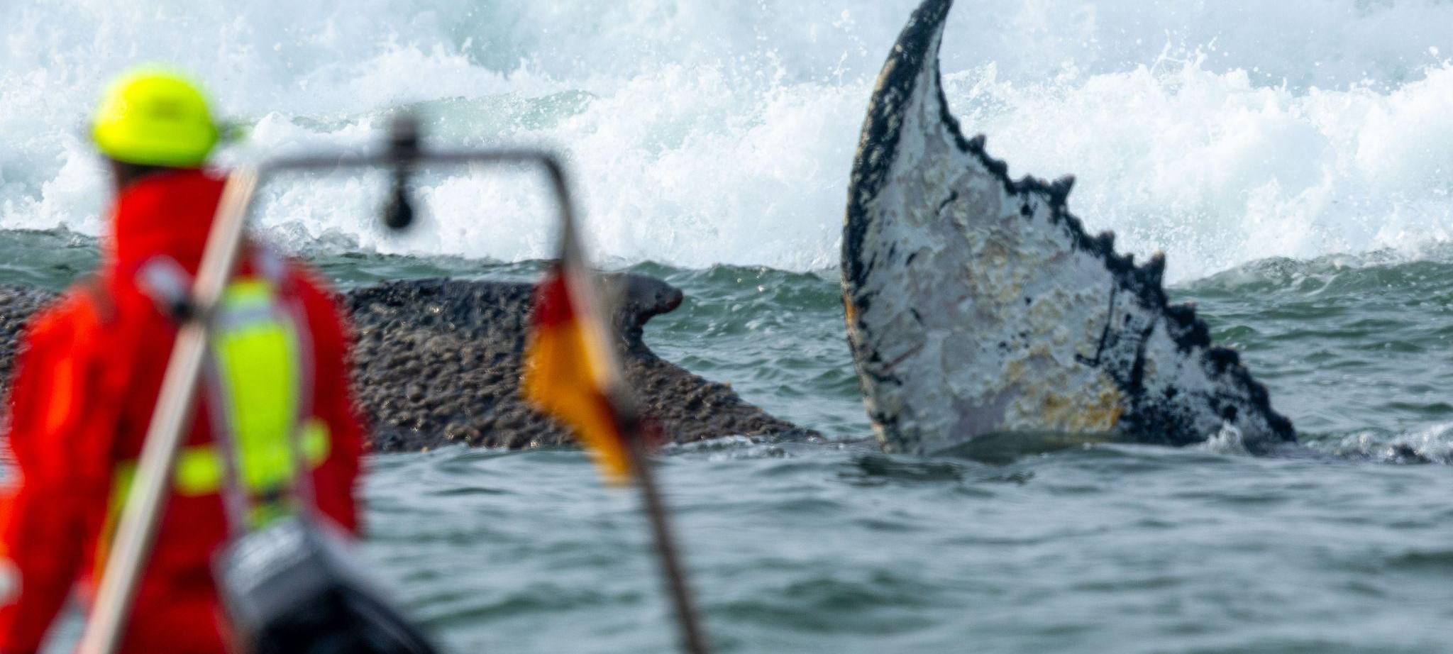 Wal an der Ostseeküste gestrandet – Rettung läuft