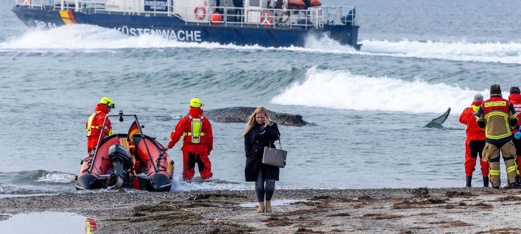 Wal an der Ostseeküste gestrandet