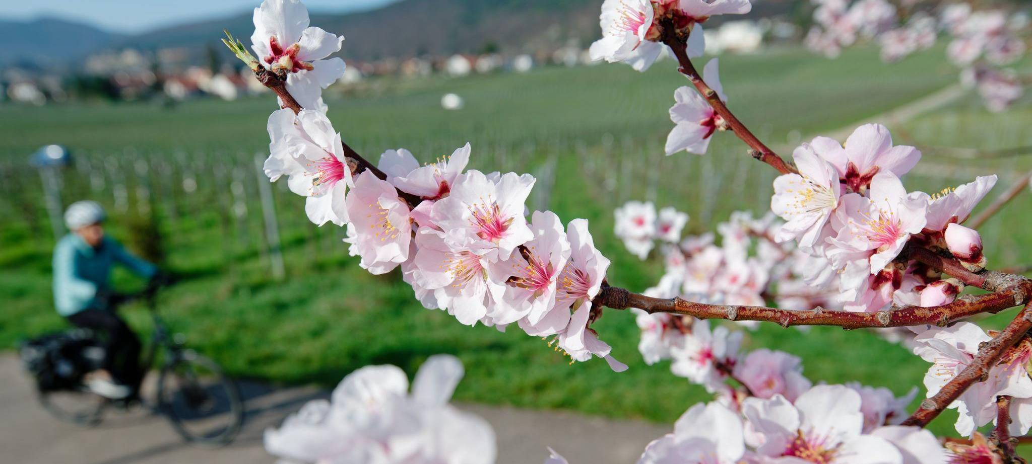 Mandelblüte - März-Bilanz DWD
