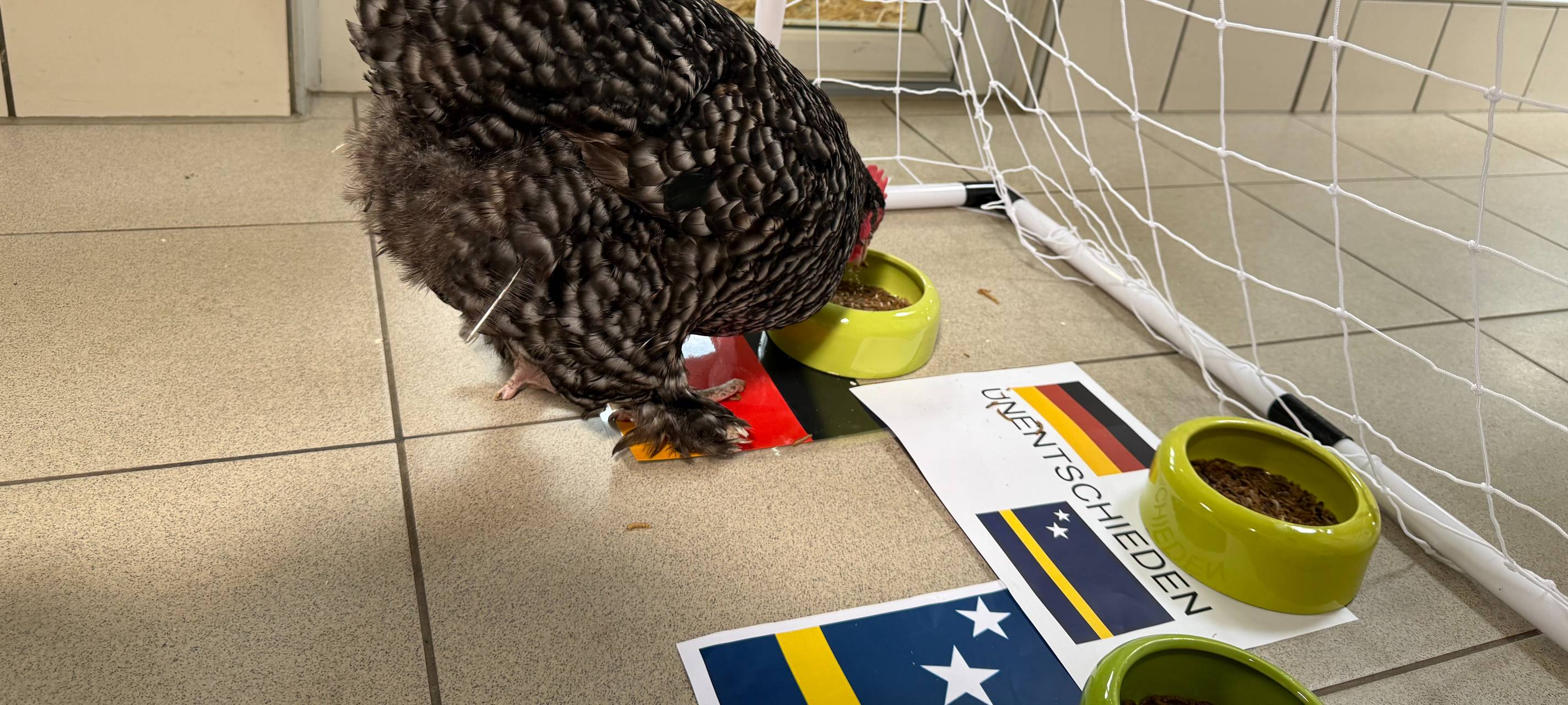 Fußball-WM-Orakel in Essen: Dicke Henne Elke sagt Spielausgang voraus