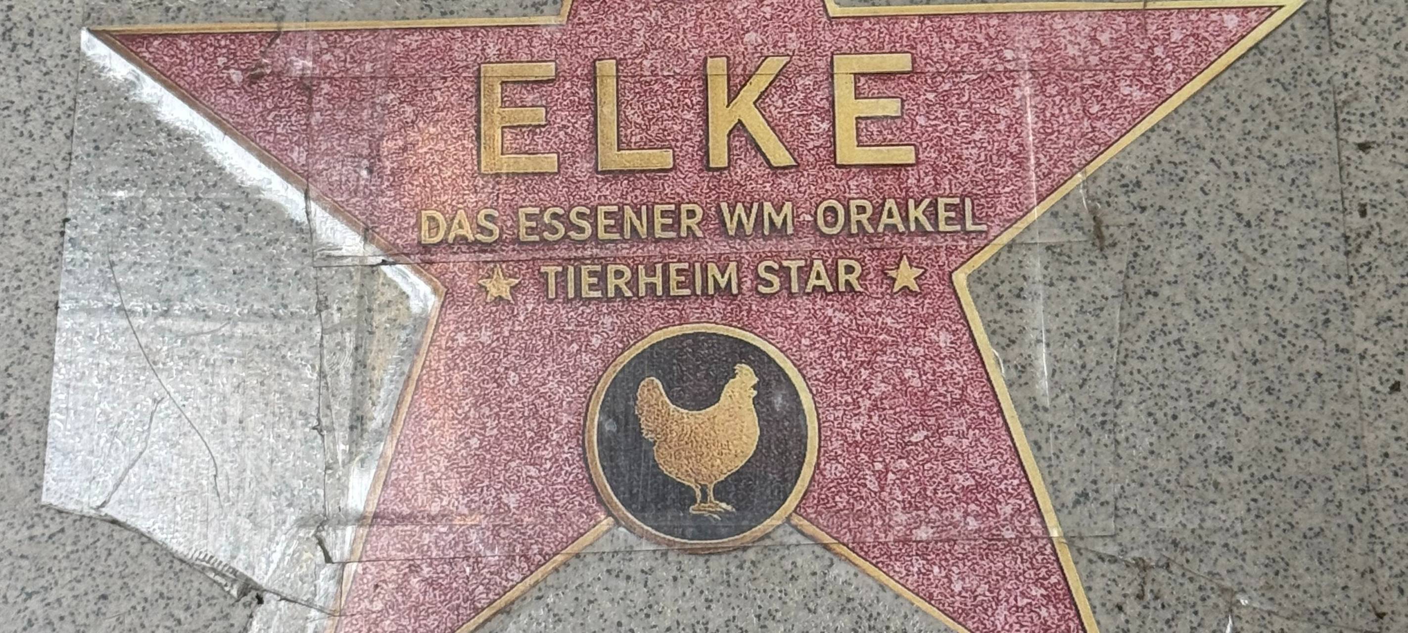 Fußball-WM-Orakel in Essen: Dicke Henne Elke sagt Spielausgang voraus