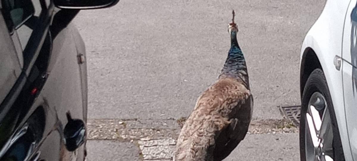 Pfau in Essen-Kettwig