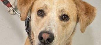 Herrenloser Hund in Essen gefunden