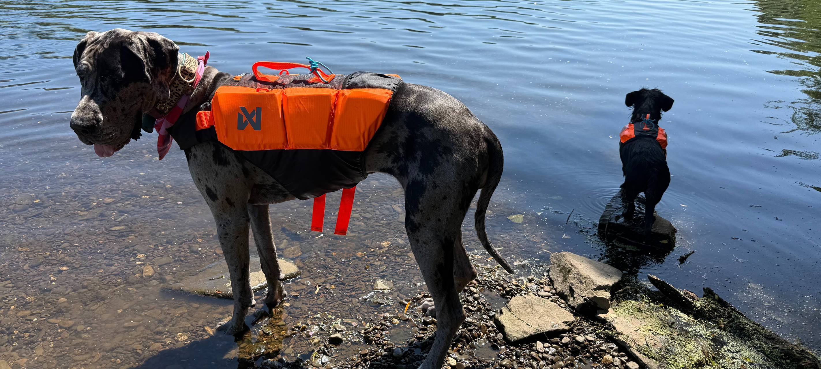 Neuer Kurs in Essen: Stand-up-Paddling mit Hund