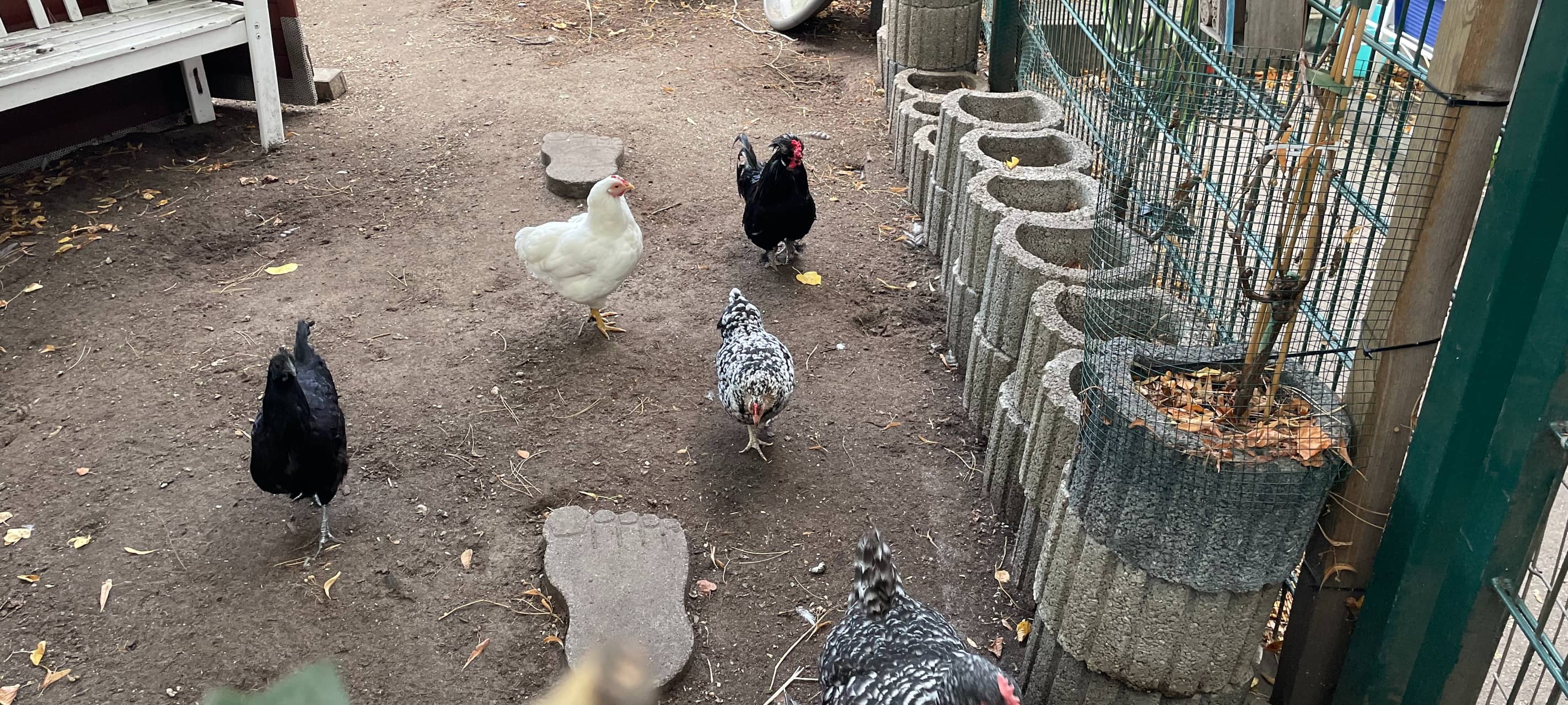 Folge 181: Essen im Ohr mit der neuen Chefin des Tierheim Essen Michaela Schalk-Morsbach