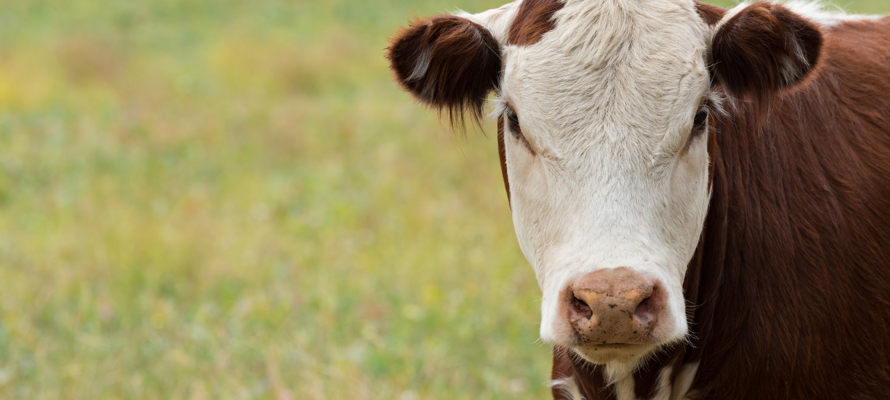 Kuh in Essen ausgebüxt