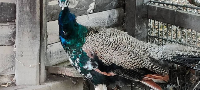 Ausgebüxter Pfau der Jugendfarm in Essen