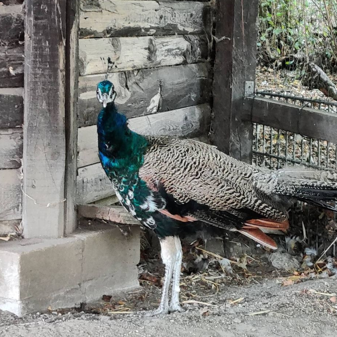 Ausgebüxter Pfau der Jugendfarm in Essen