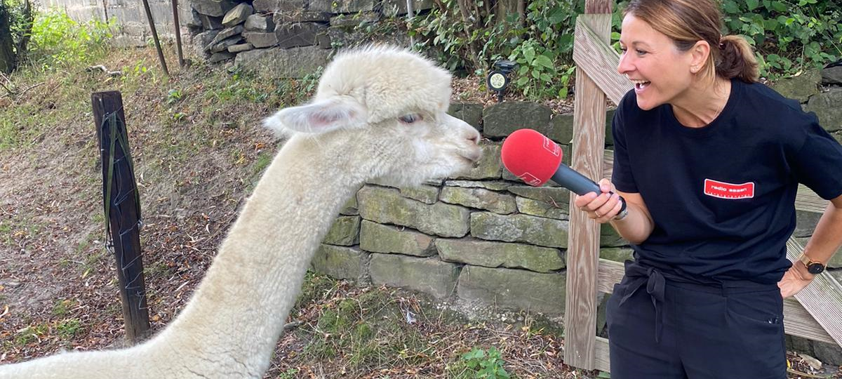 Radio Essen am Puls der Stadt