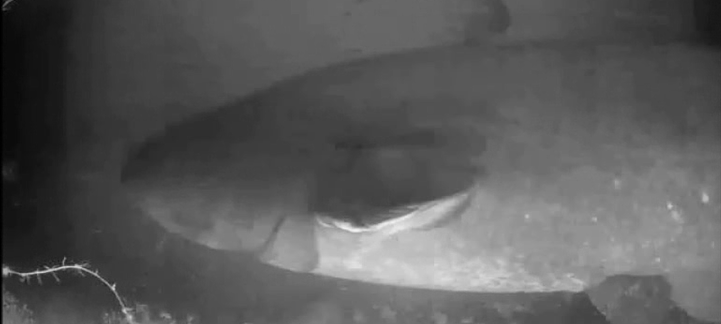 Wels im Fischlift am Baldeneysee der Ruhr