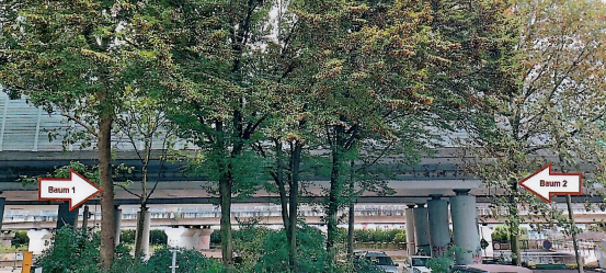 Bäume in Essen müssen weg: Umbau an wichtigem Platz
