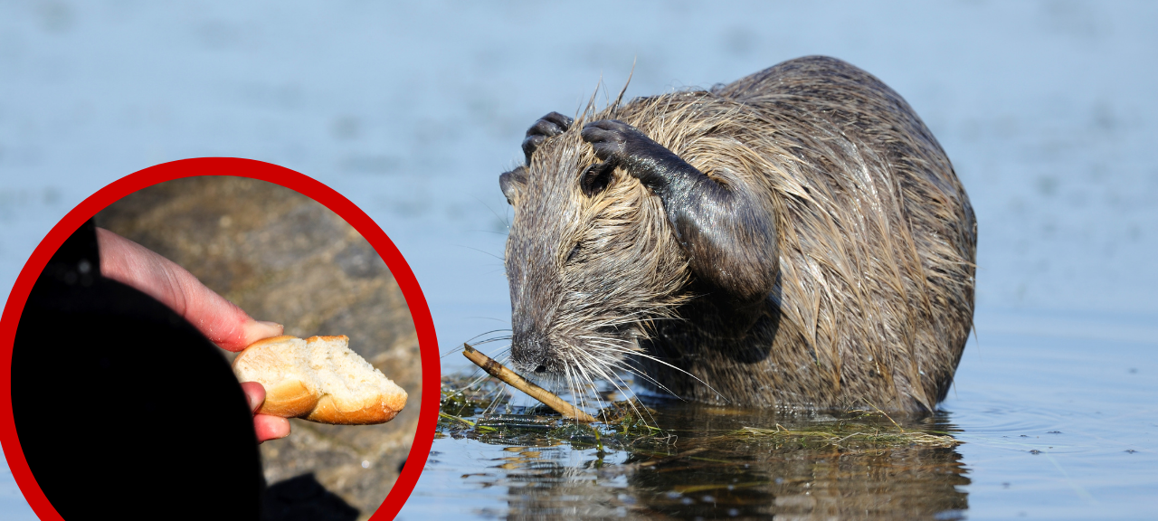 Nutrias in Essen: Füttern soll verboten werden