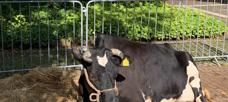 Essen Erntet im Grugapark