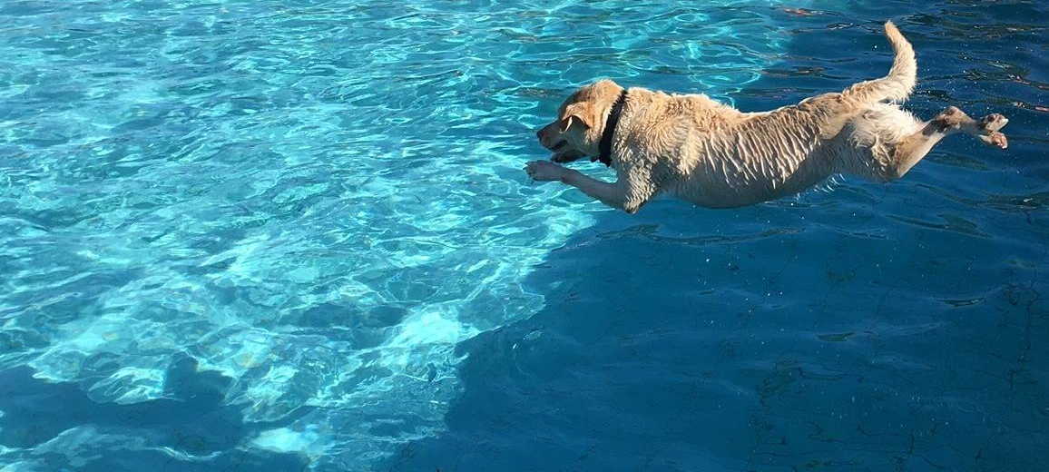 Freibad in Essen lädt zum Hundeschwimmen ein
