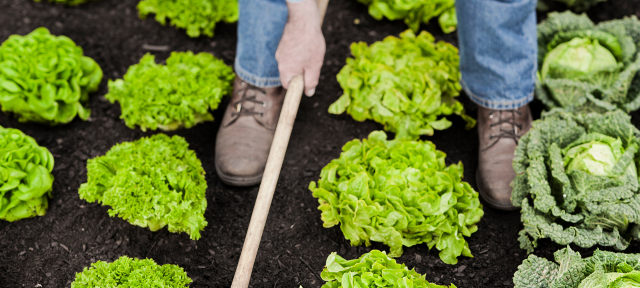 Frisches Gemüse in Essen vom eigenen Acker