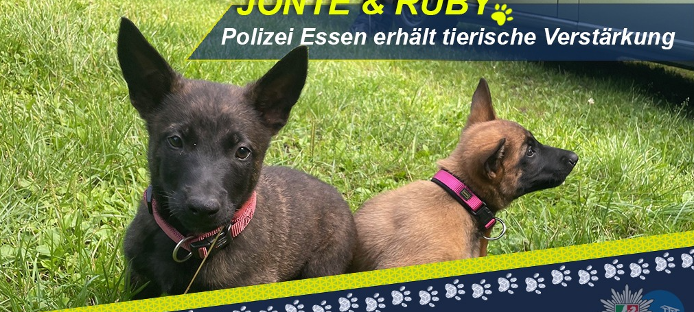 Neue Polizei-Hundewelpen für Essen