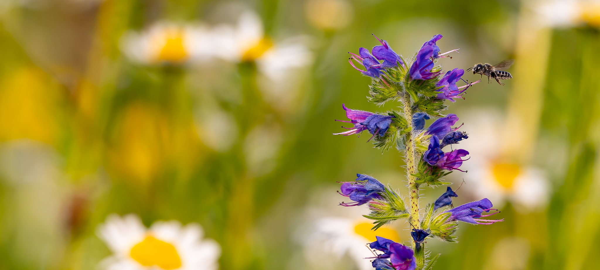 Jubiläum in Essen: 20 Jahre Zollverein Park