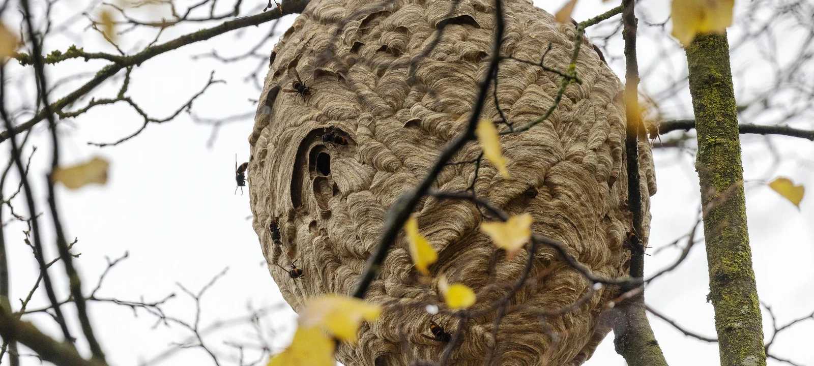 Asiatische Hornisse in Essen breitet sich aus: Das müsst Ihr beachten