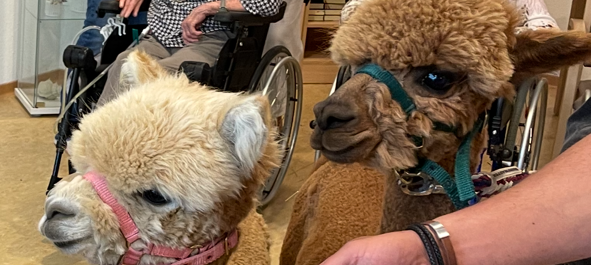 Alpakas zu Besuch in einem Altenheim in Essen